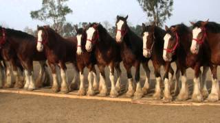 The Ride with Cord McCoy Turtle Ranch [upl. by Nareik]