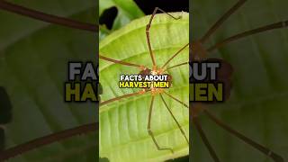 HARVESTMEN FACTS shorts short facts wildlife animals nature spider subscribe spiderman [upl. by Nitaj]