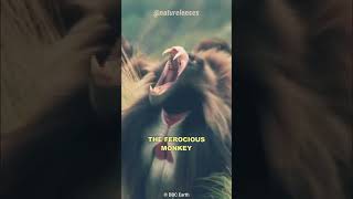 GELADA BABOONBLEEDING HEART MONKEY monkey wildlife animalfacts [upl. by Anson]