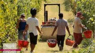 La vendemmia nei nostri Poderi [upl. by Bearce467]