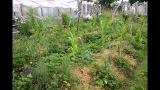 Potager en permaculture Juin 2017 22 [upl. by Behm419]