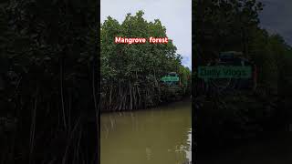 Mangrove forest pandicherry🥳👌🎉 mangrove forest daily dailyvlog [upl. by Tsui885]