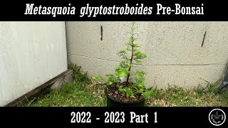 Metasequoia Prebonsai 2022  2023 Part 1 [upl. by Alberta220]