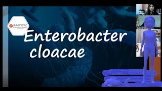 Enterobacter cloacae [upl. by Gnilyam250]