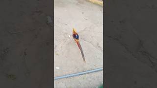 Great Argus pheasant Mating Dance argusianus argus Surkhab sound surkhab voice Golden pheasant [upl. by Marilin]