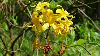 Rezerwat azalii pontyjskiej Rhododendron luteum Kołacznia Wola Zarczycka [upl. by Helprin]