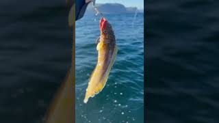 Dogfish hunt fishing norway norvegija zvejyba [upl. by Esinehs]