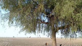 Prosopis cineraria खेजड़ी वृक्ष [upl. by Rodmann]