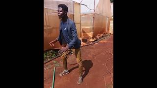 Macheso🤣🤣 comedy subscribe funny [upl. by Kerk395]