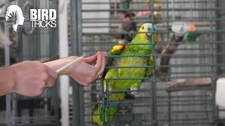 What Species of Parrot is Right For YOU [upl. by Aseneg]