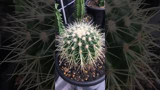 Echinocactus Grusonii The Golden Barrel Cactus [upl. by Donahue577]