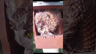 Longeared owl in danger [upl. by Zurheide]