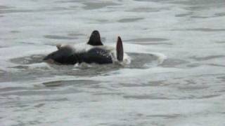 Tofino BC Salmon Shark [upl. by Akino]