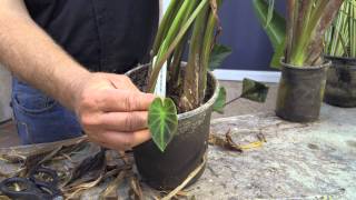 Patio Pond with Bog Filter  Pond Plant Selection  Part 10 [upl. by Rakia38]