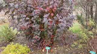 Diabolo Ninebark Physocarpus opulifolius Monlo Oct 24 in St Albert AB with TreeTimeca [upl. by Basso441]