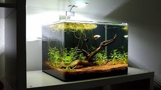 Trimming and Replanting Aquarium Stem Plants  Planted Betta Fish Tank Setup [upl. by Martie]