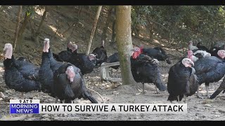 How to survive a turkey attack [upl. by Ahsiki]