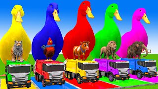 5 Giant Duck CartoonCowElephantTigerLionGorilla Paint Wild Animals Crossing Fountain Animation [upl. by Attenoj]