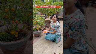 Calamondin Orange 🍊  Terrace Garden  Grow your own food shorts trending yt viralshort [upl. by Nart]