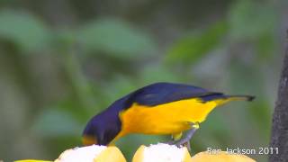 Violaceous Euphonias  Euphonia violacea [upl. by Iams664]