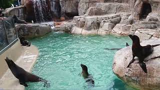 fun seal video seaworld SeaWorldSanDiego fun sealions [upl. by Arrek574]