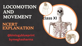 Locomotion and movement class 11 NCERT  Biology Lecture Meghasharmabiology [upl. by Llerehc550]