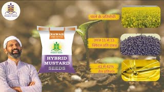 Prabhat seeds ki Hybrid sarso Nawaab [upl. by Nawk]