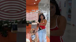 MUST TRY PET FRIENDLY ICE CREAM PARLOR Tag a pet parent down below foodie southflorida icecream [upl. by Archaimbaud]