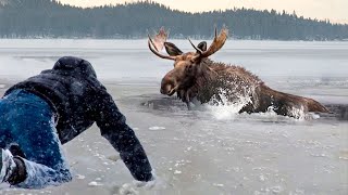 En regardant ces vidéos de sauvetages danimaux captifs de la glace votre sang ne fera quun tour [upl. by Chet]