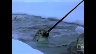 Narwhals The Journey of an Arctic Whale [upl. by Pall]