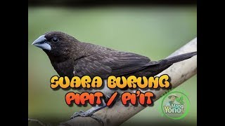 Suara Burung Pipit Untuk Pikat [upl. by Ennywg]