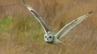 Heartpounding Escape Shorteared Owl Evades Jackdaw Attack [upl. by Brink]