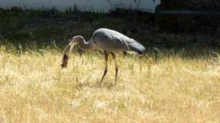 Blue Heron catches and eats Gopher [upl. by Suirtemed]