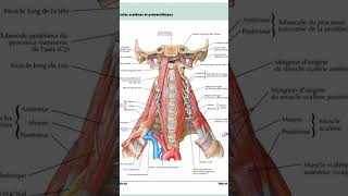 Atlas of human anatomiaanatomy greenscreen [upl. by Ailev]