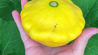 Pattypan Squash Harvest and Hand Pollination [upl. by Gunilla]