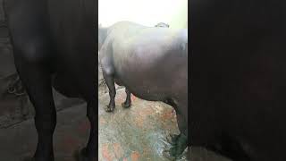 Haryana murrah नस्ल buffalo dairyfarm malik jaat dairyfarm haryana sonipat shortvideo [upl. by Ennahs397]