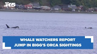 Whale watchers report increase in Biggs orca sightings [upl. by Thurmann270]