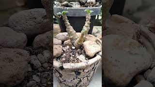 Pachypodium windsorii dwraf from [upl. by Aleuqahs]