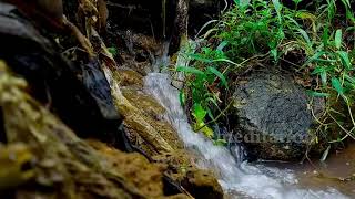 Babbling brook Relaxing waterfall sounds birds chirping forest sounds amazing nature sounds 72 [upl. by Nosnehpets]