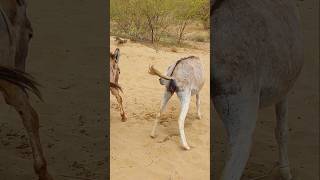 donkey animallove nature youtubeshort [upl. by Irrehs]