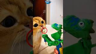 🎥 Cat vs Toy Candy A Battle of Wits 🍬🐱 [upl. by Tonina]