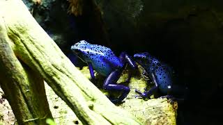 Dendrobates Tinctorius Azureus Calling [upl. by Semreh]