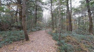 4K・ 【4K】Aokigahara forest near mt Fuji [upl. by Aleunamme]