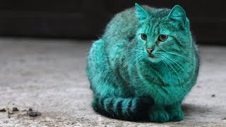 The Mystery Of Bulgarias Green Cat  Getty Images TV [upl. by Onahpets]