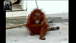 Baby orangutan rescues compilation 3 There is still time to save them Bayi orangutan [upl. by Gauthier]