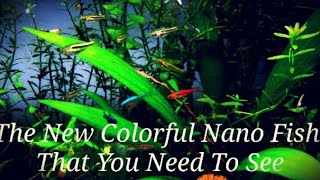 The 21 Most Colorful Nano Fish amp Shrimp In My Ideal Planted Nano Tank Get Your Nano Fish To School [upl. by Marozas]