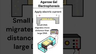 Agarose Gel Electrophoresis electrophoresis dna [upl. by Ueik39]