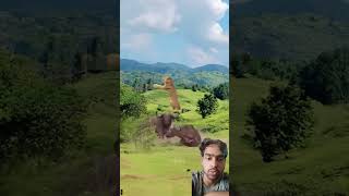 Fight bison and lion in wild 👉newtrending [upl. by Irroc984]