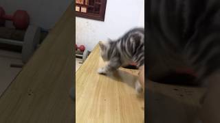 kittens startled  funny cat videos [upl. by Altman530]