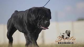 Black South African Boerboel [upl. by Connel204]